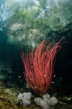   Red whip coral  